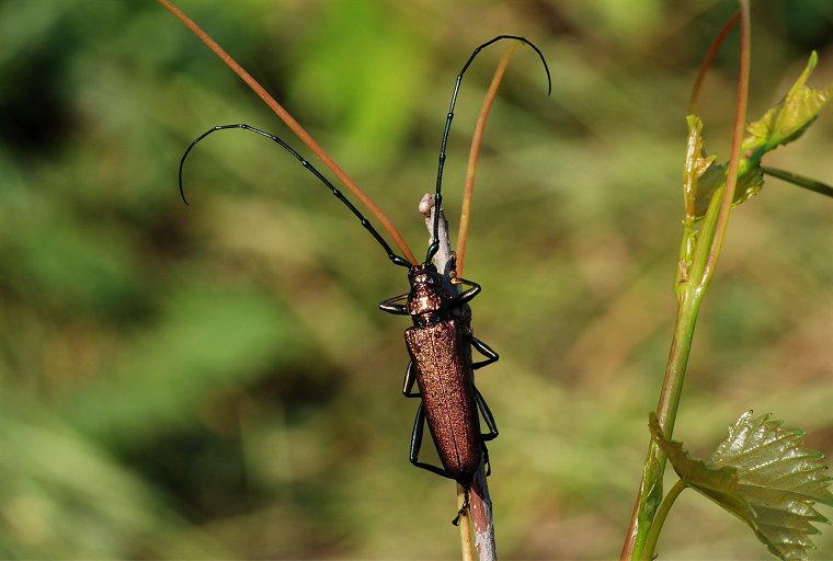 Cerambicide: Aromia moschata